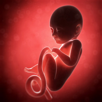 3d rendered illustration - human fetus month 9