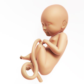 3d rendered illustration - human fetus month 9
