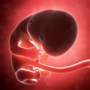 3d rendered illustration - human fetus month 2