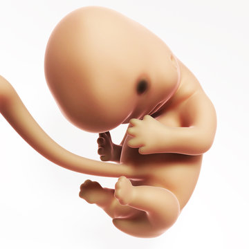 3d rendered illustration - human fetus month 2