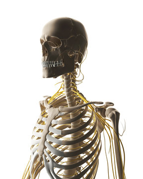 3d rendered illustration - male nerve system