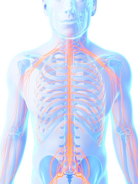 3d rendered illustration - male nerve system