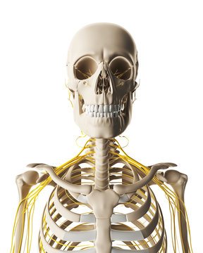 3d rendered illustration - male nerve system