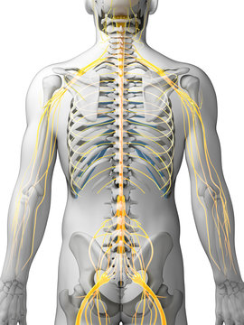 3d rendered illustration - male nerve system