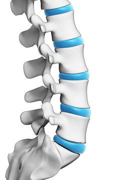 3d rendered illustration - human spine