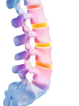 3d rendered illustration - human spine