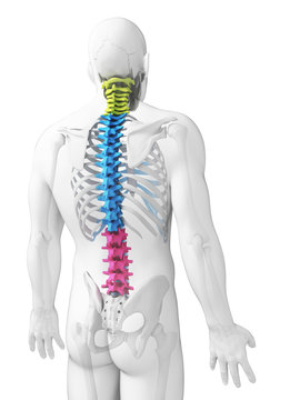 3d rendered illustration - sections of the spine