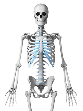 3d rendered illustration - skeletal thorax