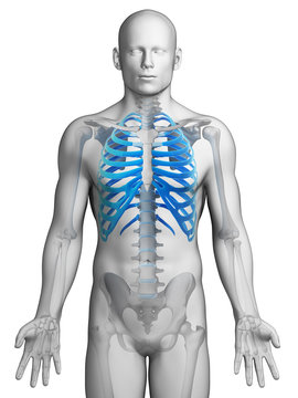 3d rendered illustration - skeletal thorax