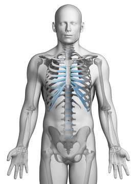 3d rendered illustration - skeletal thorax