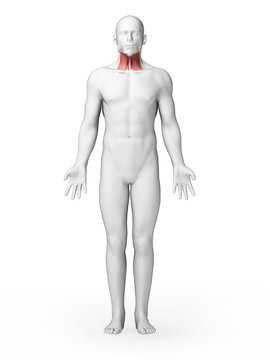 3d rendered illustration - throat muscles