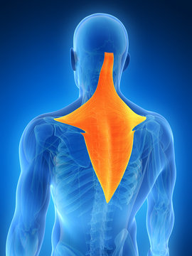 3d rendered illustration - trapezius muscle