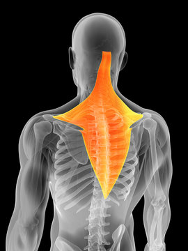 3d rendered illustration - trapezius muscle