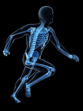 3d rendered illustration - runner anatomy
