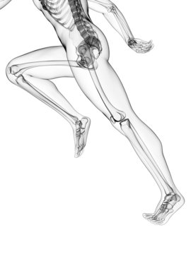 3d rendered illustration - runner anatomy