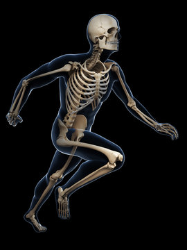3d rendered illustration - runner anatomy