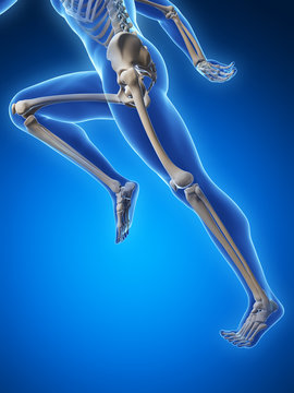 3d rendered illustration - runner anatomy