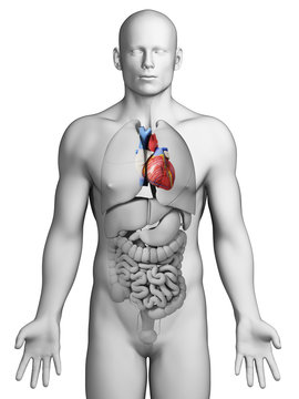 3d rendered illustration - male heart