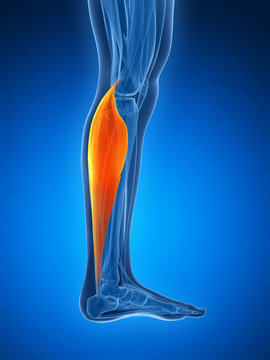 3d rendered illustration - gastrocnemius