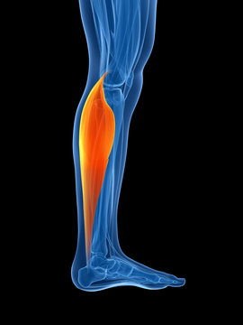 3d rendered illustration - gastrocnemius