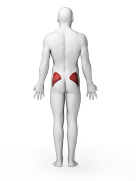 3d rendered illustration - gluteus medius