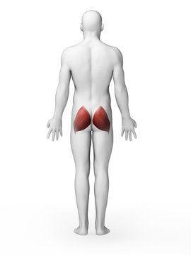 3d rendered illustration - gluteus maximus