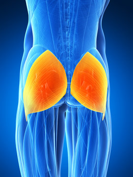 3d rendered illustration - gluteus maximus