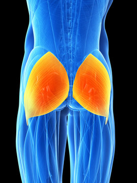 3d rendered illustration - gluteus maximus