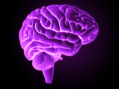3d rendered illustration - brain