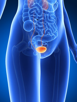 3d rendered illustration - bladder