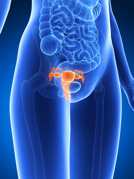 3d rendered illustration - uterus