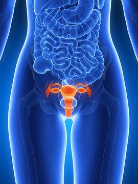 3d rendered illustration - uterus