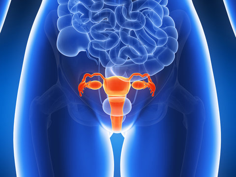 3d rendered illustration - uterus