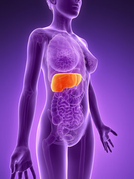 3d rendered illustration - liver