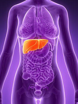 3d rendered illustration - liver