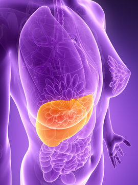 3d rendered illustration - liver