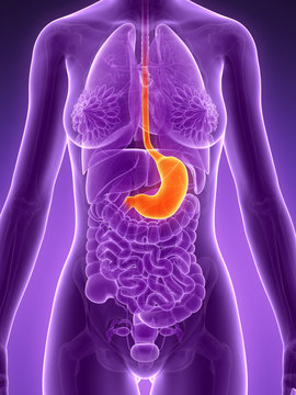 3d rendered illustration - stomach