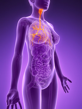 3d rendered illustration - bronchi