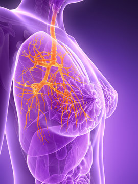 3d rendered illustration - bronchi