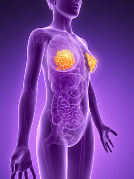 3d rendered illustration - mammary glands