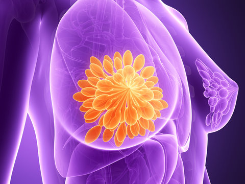 3d rendered illustration - mammary glands