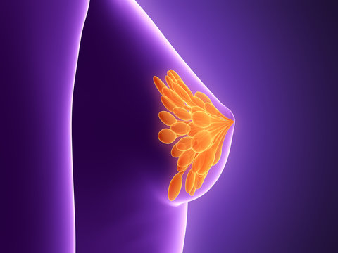 3d rendered illustration - mammary glands