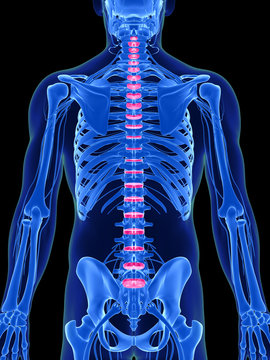 3d rendered illustration - intervertebral disks