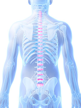 3d rendered illustration - intervertebral disks