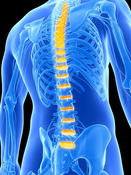 3d rendered illustration - intervertebral disks