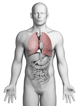 3d rendered illustration - male lung