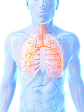 3d rendered illustration - male lung