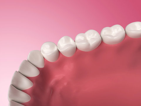 3d rendered illustration - lower teeth