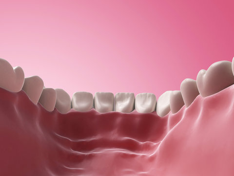 3d rendered illustration - lower teeth