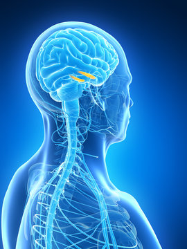 3d rendered illustration - hippocampus